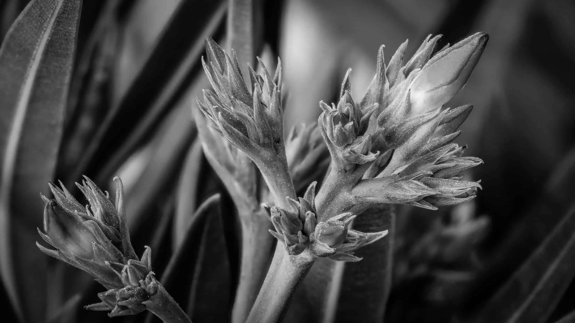 Focus Stacking mit Lightroom und Affinity Photo auf dem iPad